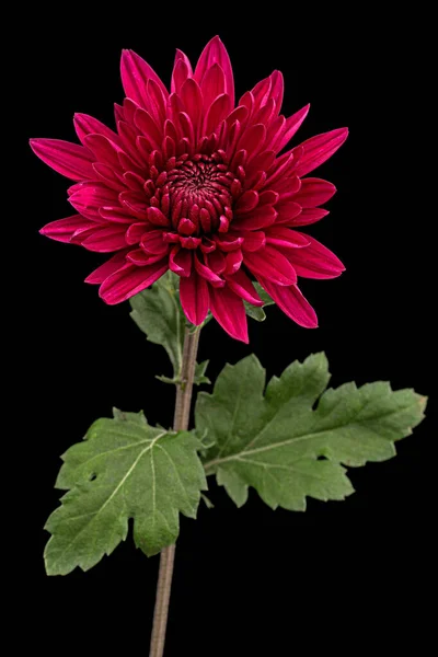 Fleur Chrysanthème Rouge Foncé Isolée Sur Fond Noir — Photo