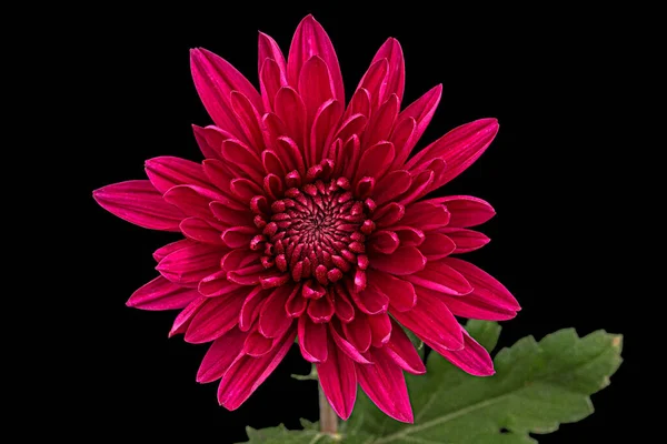 Sötétvörös Krizantém Virág Elszigetelt Fekete Háttér — Stock Fotó