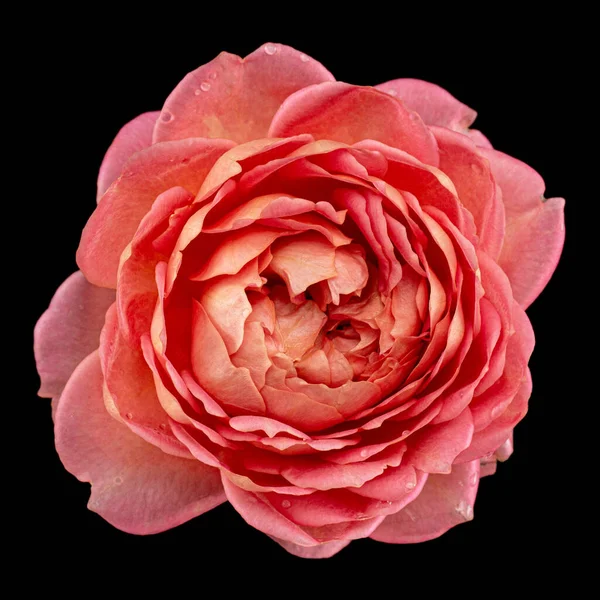 Rosa Blüte Der Rose Isoliert Auf Schwarzem Hintergrund — Stockfoto