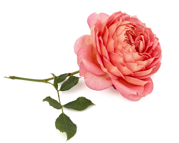 배경에 장미의 분홍빛 — 스톡 사진