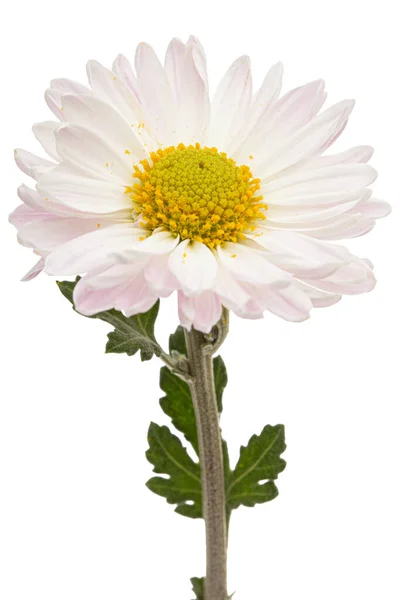 Jasnoróżowy Kwiat Chryzantemy Izolowany Białym Tle — Zdjęcie stockowe