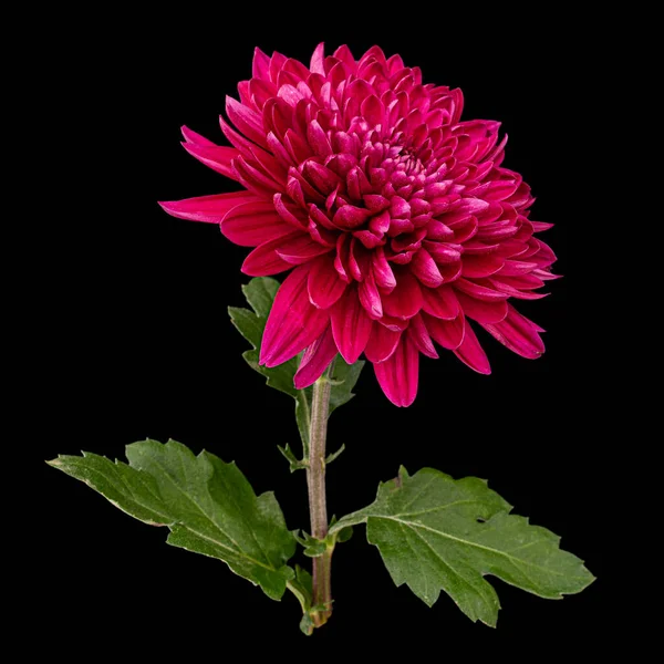 Fleur Chrysanthème Rouge Isolée Sur Fond Noir — Photo