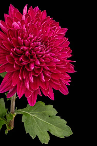 Fleur Chrysanthème Rouge Isolée Sur Fond Noir — Photo