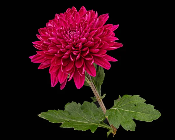Flor Crisantemo Rojo Aislada Sobre Fondo Negro —  Fotos de Stock