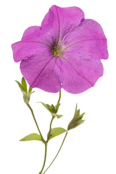 Fleur Pétunia Lilas Isolée Sur Fond Blanc — Photo