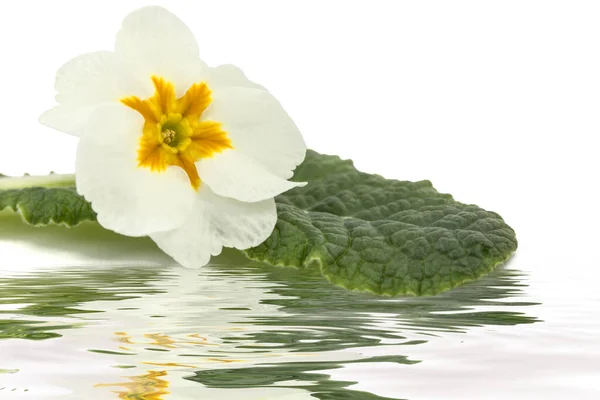 Flor Prímula Reflexão Sobre Superfície Água Isolado Sobre Fundo Branco — Fotografia de Stock