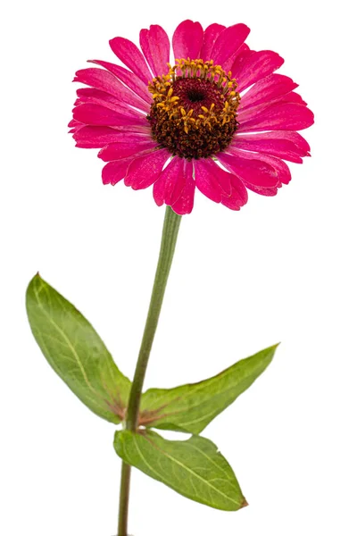 झिन्नियाचा गुलाबी फूल, पांढरा पार्श्वभूमीवर वेगळा विना-रॉयल्टी स्टॉक फोटो