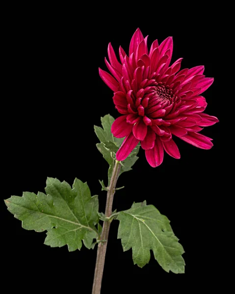 Темно Червона Квітка Хризантеми Ізольована Чорному Тлі Стокове Фото