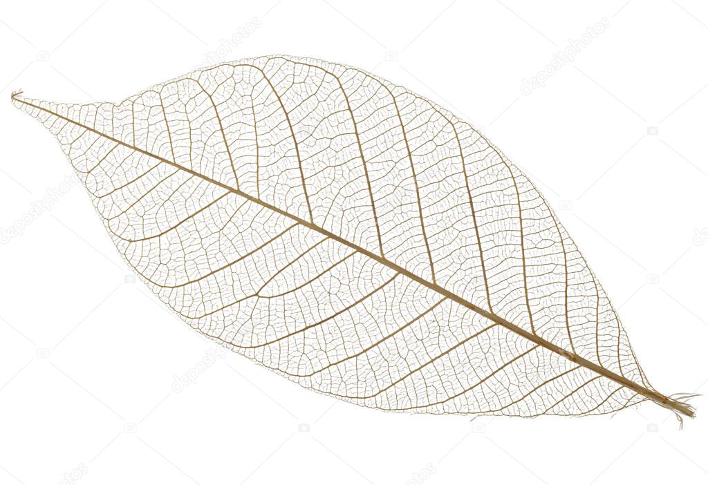 Single skeleton leaf isolated on white background