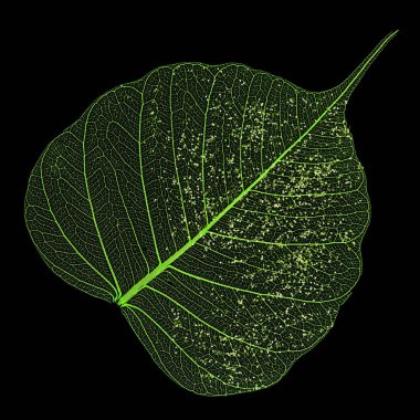 Siyah arkaplanda tek bir iskelet yaprağı izole edildi