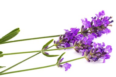 Beyaz arkaplanda yalıtılmış mor lavanta çiçekleri