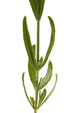 Beyaz arkaplanda yalıtılmış lavanta yaprakları.