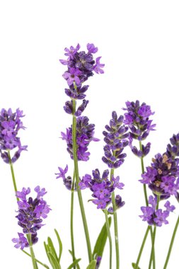 Beyaz arkaplanda yalıtılmış mor lavanta çiçekleri