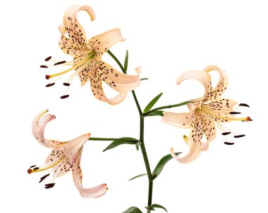 Beyaz arka planda yalıtılmış Asyalı zambak çiçekleri.