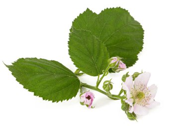 Böğürtlen çiçekleri, Lat. Rubus fruticosus, beyaz arkaplanda izole