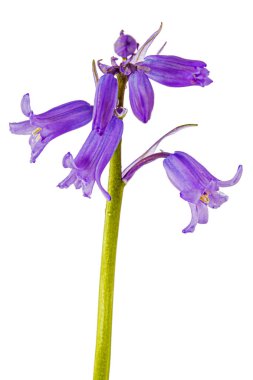 Yaban sümbülü çiçeği, lat. Beyaz arka planda izole edilmiş Hyacinthoides Hispanica