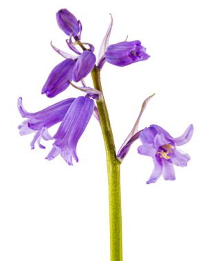 Yaban sümbülü çiçeği, lat. Beyaz arka planda izole edilmiş Hyacinthoides Hispanica