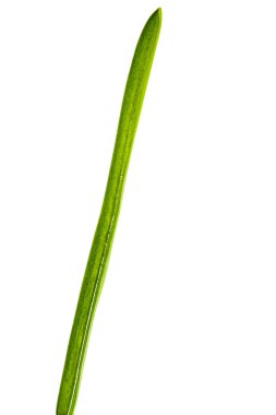 Bir parça vahşi sümbül, Lat. Beyaz arka planda izole edilmiş Hyacinthoides Hispanica