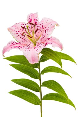 Doğulu zambakların büyük pembe çiçeği, beyaz arka planda izole edilmiş.