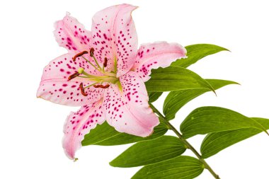 Doğulu zambakların büyük pembe çiçeği, beyaz arka planda izole edilmiş.