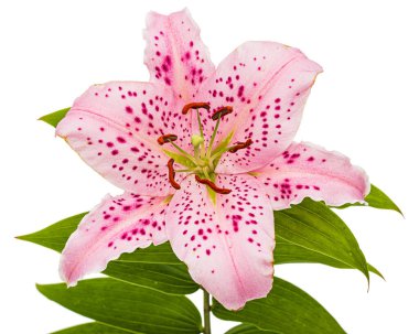 Doğulu zambakların büyük pembe çiçeği, beyaz arka planda izole edilmiş.