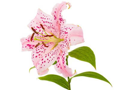 Doğulu zambakların büyük pembe çiçeği, beyaz arka planda izole edilmiş.