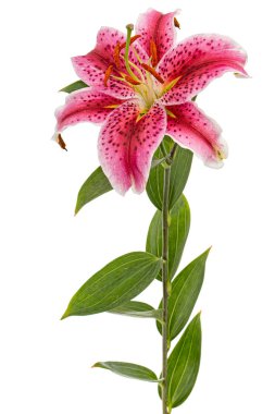 Doğulu zambak çiçeği, beyaz arka planda izole edilmiş.