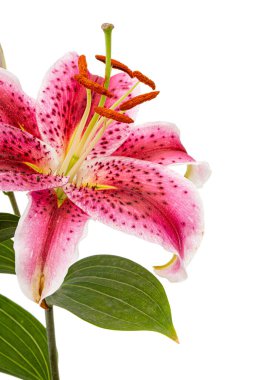 Doğulu zambak çiçeği, beyaz arka planda izole edilmiş.