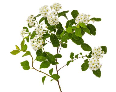 Beyaz arka planda izole edilmiş Spirea aguta çiçekleri ya da gelin çelengi