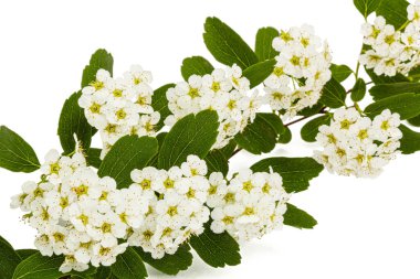 Beyaz arka planda izole edilmiş Spirea aguta çiçekleri ya da gelin çelengi