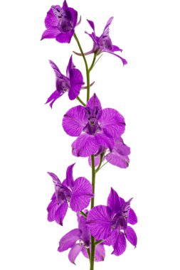 Violet flower of wild delphinium, larkspur flower, isolated on white background clipart