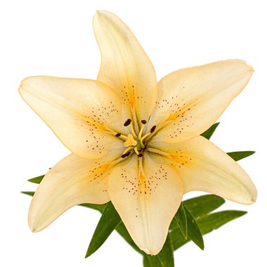 Krem zambak çiçeği, beyaz arka planda izole edilmiş.