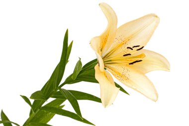 Krem zambak çiçeği, beyaz arka planda izole edilmiş.