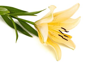 Krem zambak çiçeği, beyaz arka planda izole edilmiş.