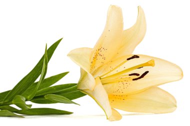 Krem zambak çiçeği, beyaz arka planda izole edilmiş.