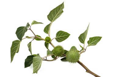 Datura meyveli dal, tohumlu dikenli kapsül, yabani ot, esrar, stramonyum, dikenli elma, şeytan otu, cehennem çanları, beyaz arka planda izole edilmiş.