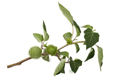 Datura meyveli dal, tohumlu dikenli kapsül, yabani ot, esrar, stramonyum, dikenli elma, şeytan otu, cehennem çanları, beyaz arka planda izole edilmiş.