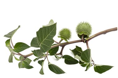 Datura meyveli dal, tohumlu dikenli kapsül, yabani ot, esrar, stramonyum, dikenli elma, şeytan otu, cehennem çanları, beyaz arka planda izole edilmiş.