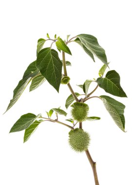 Datura meyveli dal, tohumlu dikenli kapsül, yabani ot, esrar, stramonyum, dikenli elma, şeytan otu, cehennem çanları, beyaz arka planda izole edilmiş.