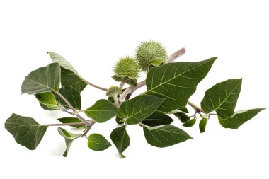 Datura meyveli dal, tohumlu dikenli kapsül, yabani ot, esrar, stramonyum, dikenli elma, şeytan otu, cehennem çanları, beyaz arka planda izole edilmiş.