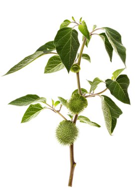 Datura meyveli dal, tohumlu dikenli kapsül, yabani ot, esrar, stramonyum, dikenli elma, şeytan otu, cehennem çanları, beyaz arka planda izole edilmiş.