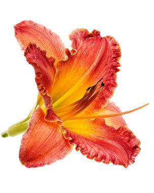 Sarı-turuncu günlük çiçek, beyaz arkaplanda izole.