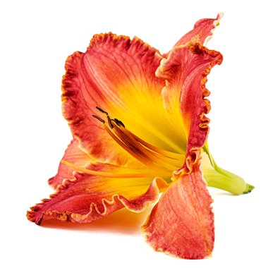 Sarı-turuncu günlük çiçek, beyaz arkaplanda izole.