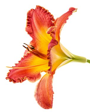 Sarı-turuncu günlük çiçek, beyaz arkaplanda izole.