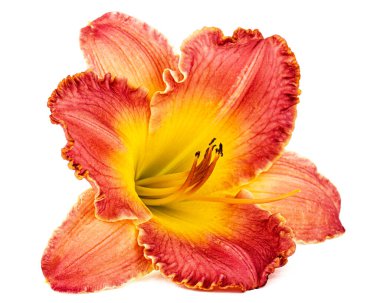 Sarı-turuncu günlük çiçek, beyaz arkaplanda izole.