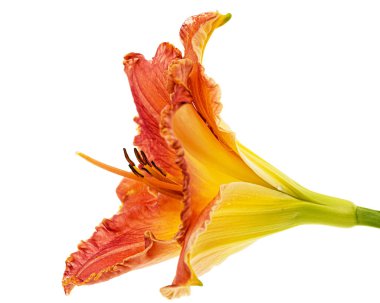 Sarı-turuncu günlük çiçek, beyaz arkaplanda izole.