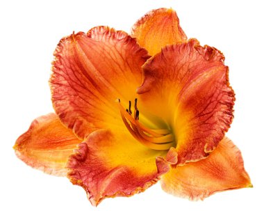 Sarı-turuncu günlük çiçek, beyaz arkaplanda izole.