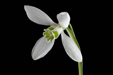 Beyaz kar damlası çiçeği, Lat. Galanthus nivalis, siyah arkaplanda izole edilmiş.
