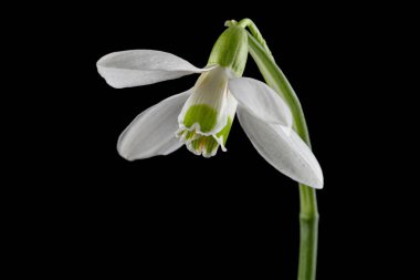 Beyaz kar damlası çiçeği, Lat. Galanthus nivalis, siyah arkaplanda izole edilmiş.