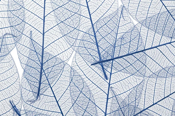 Background Skeletonized Leaves Isolated White — Stock Photo, Image